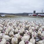 A gang of Broad Breasted Whites roam their paddock before they are harvested for Thanksgiving<br/>
